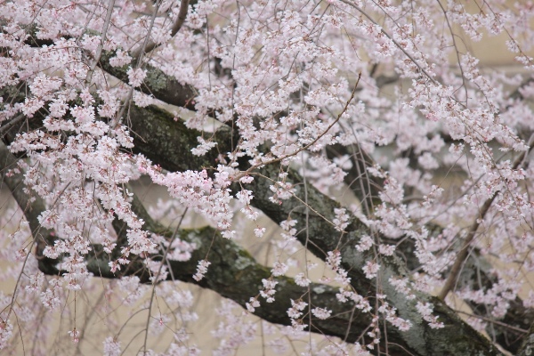 3380-13.3.24　横　祇園枝垂れ桜　中アップ.jpg